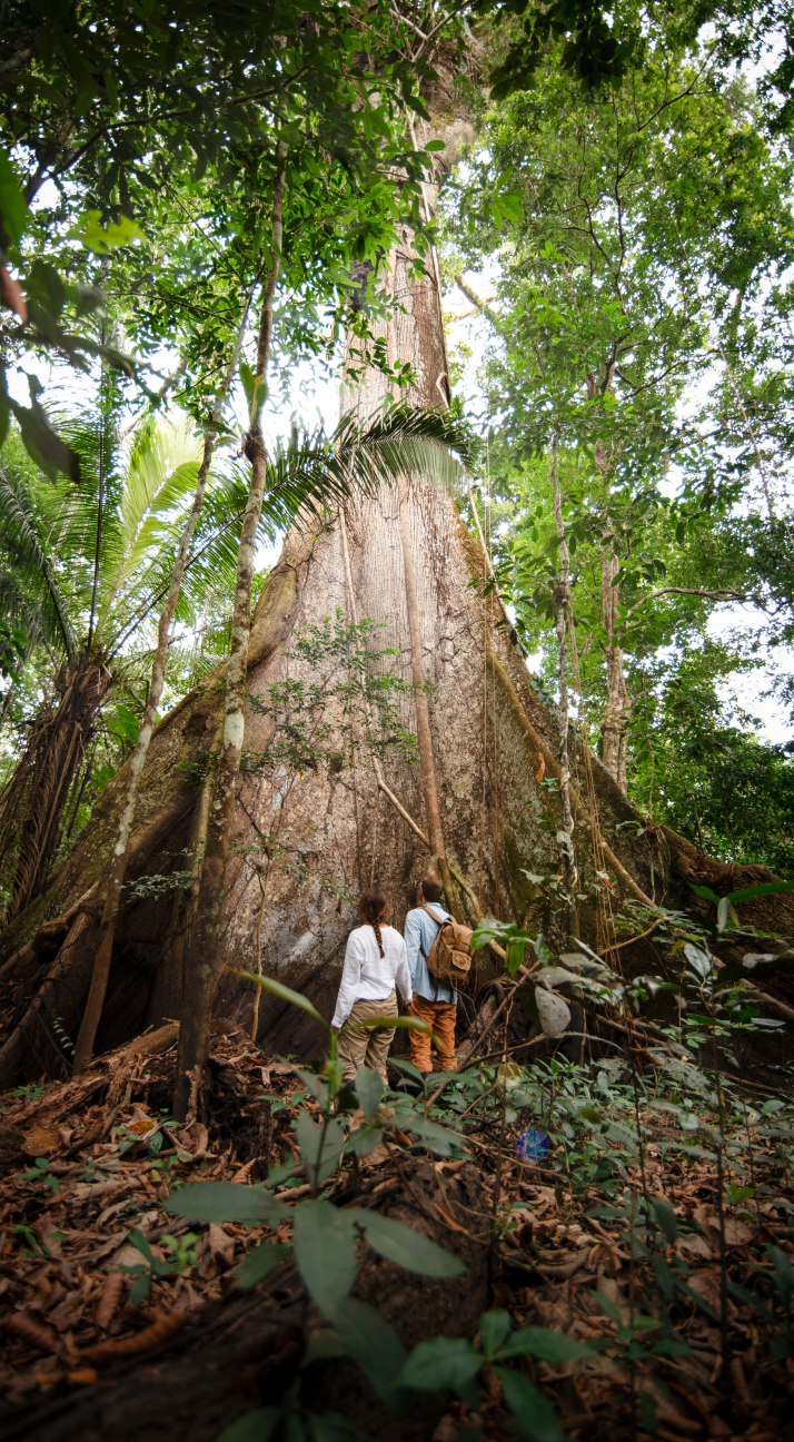 Stand in Awe of the Majestic Trees of the Rainforest